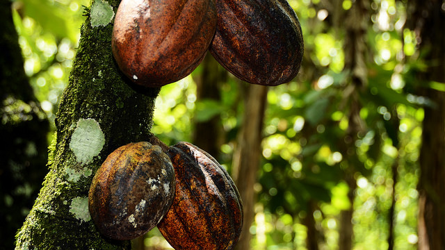 Producción de cacao