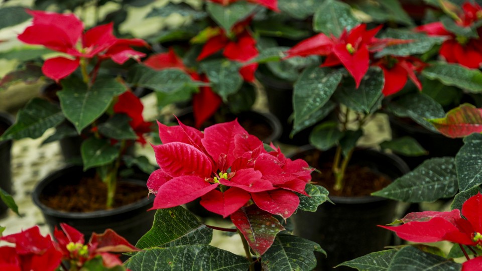 Alegre Navidad. Flores de Pascua