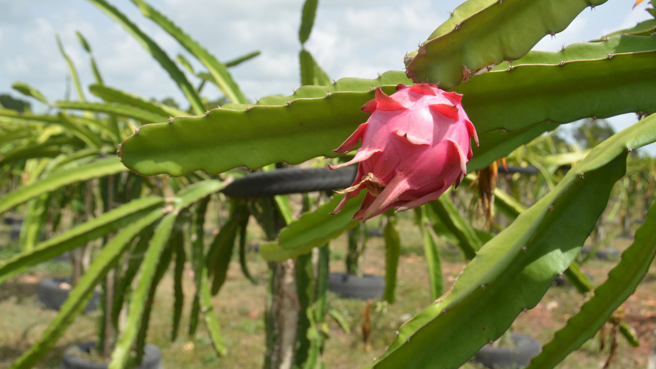 Para exportar: 502 tareas más para la pitahaya; productores reciben títulos provisionales