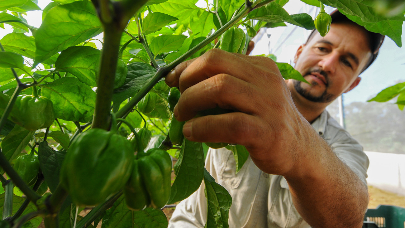 Gobierno celebra Día del Agricultor con crecimiento del campo y de la Patria; 85% de lo que consume población, se produce en el país