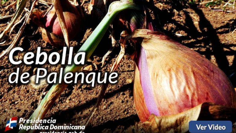 Producción de cebolla.