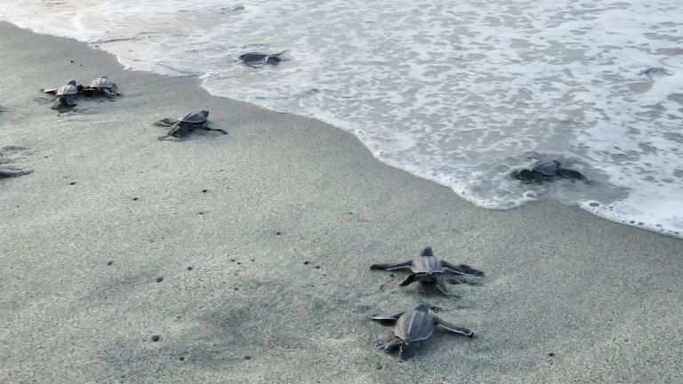 Tortugas en Playa Manresa