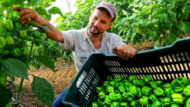 El campo dominicano exporta