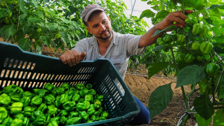 RD celebra Día Mundial de la Agricultura con hechos; produce 85% de lo que consume