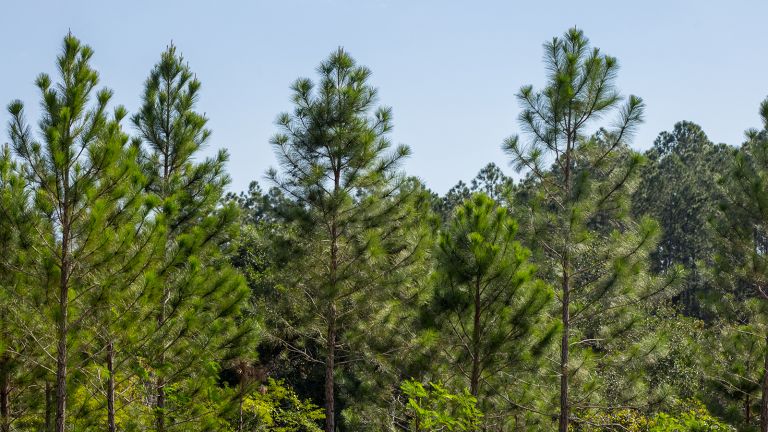 Los Domingos también reforestamos