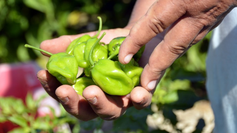 1ro de mayo. Honramos a quienes trabajan en el campo