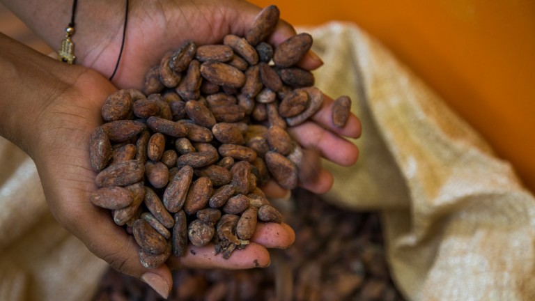 Cacao Dominicano 