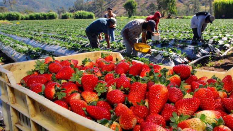 Vendemos todas las fresas.