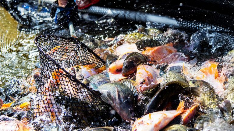 Cosechan peces en jaulas. La presa de Hatillo es su granja. 